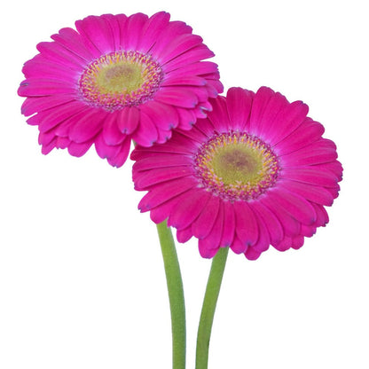 Gerbera-Minis