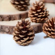 Pine Cones