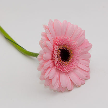 Gerbera