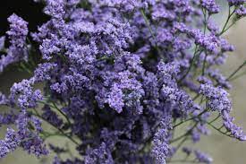 Limonium