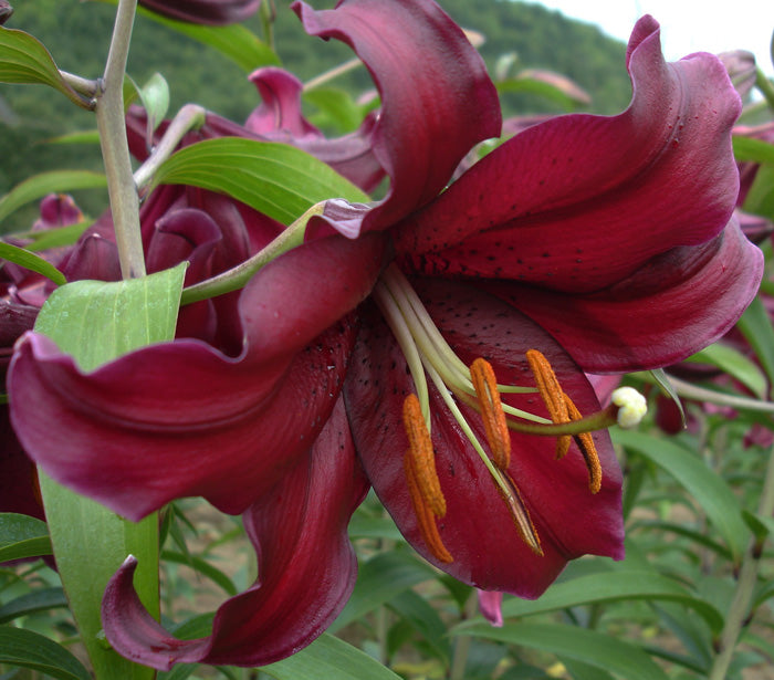 Lily Oriental