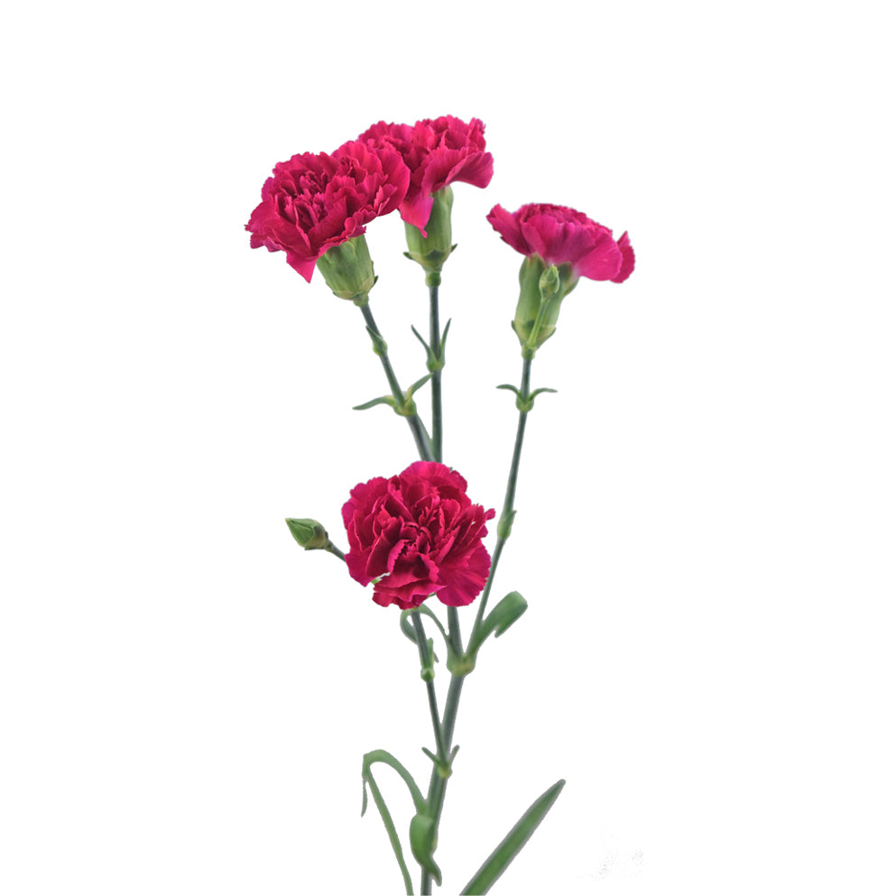 Carnations Spray (Mini Carnations)