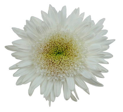 Chrysanthemum Disbud (Cremon, Fuji, Mum)