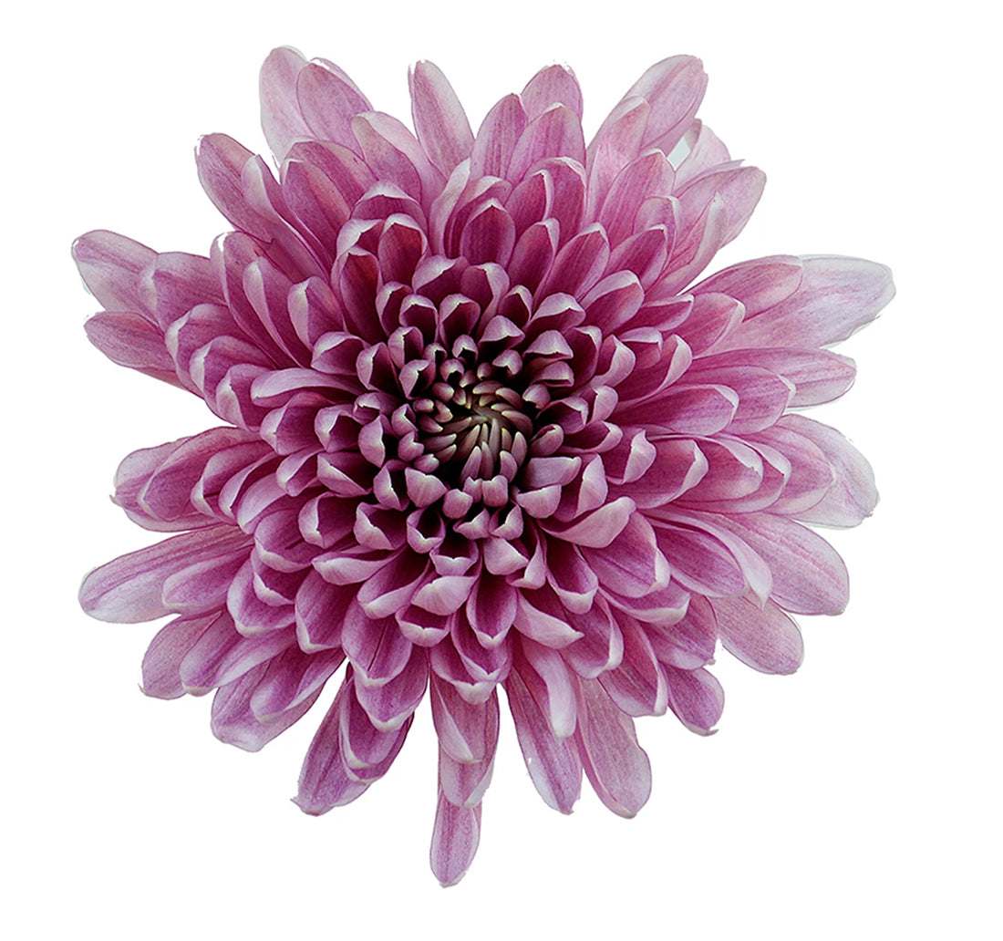 Chrysanthemum Disbud (Cremon, Fuji, Mum)