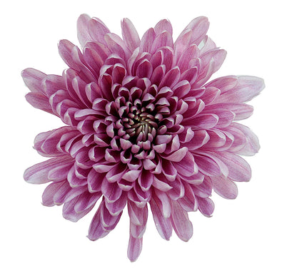 Chrysanthemum Disbud (Cremon, Fuji, Mum)