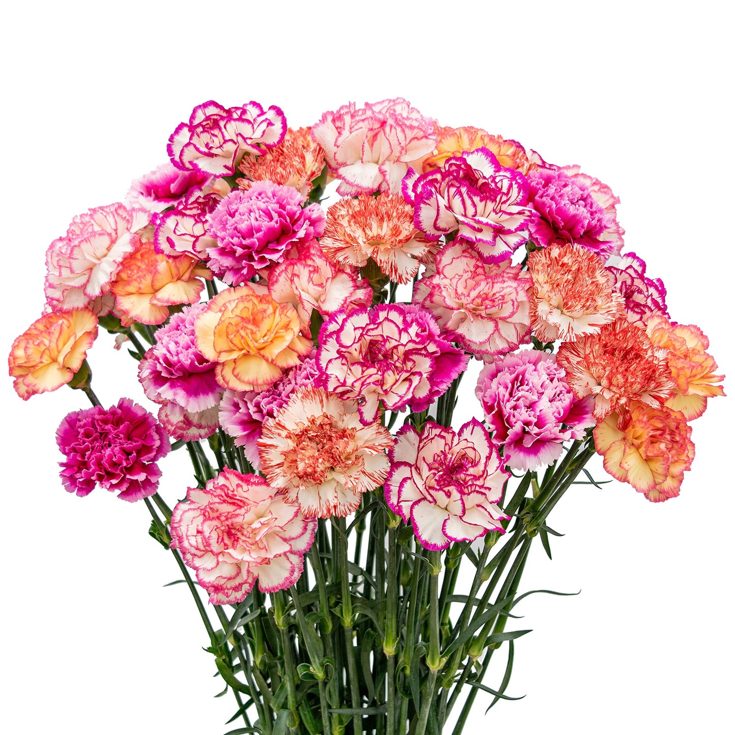 Carnations Spray (Mini Carnations)