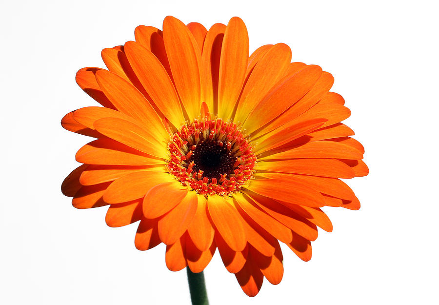 Gerbera