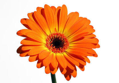 Gerbera