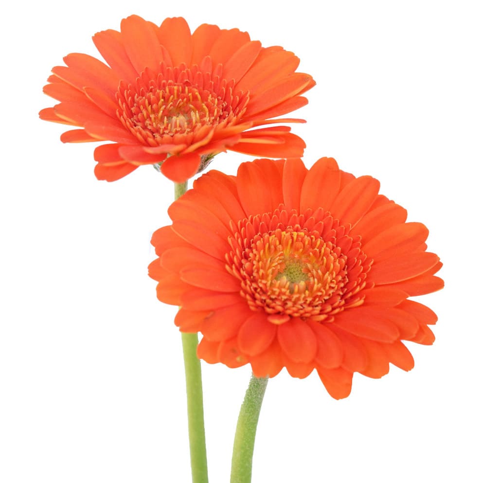 Gerbera-Minis