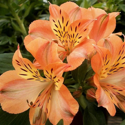 Alstroemeria