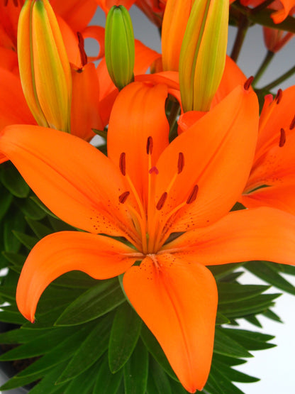 Lily Asiatic