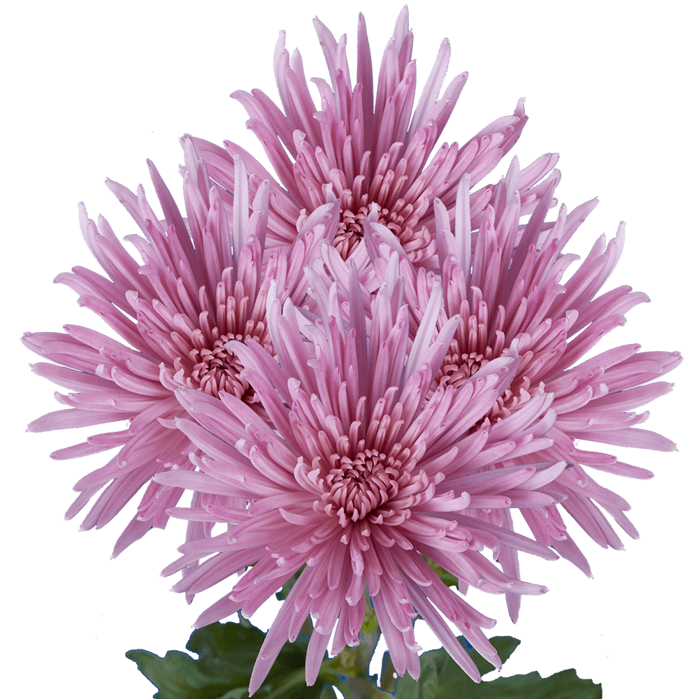 Chrysanthemum Disbud (Cremon, Fuji, Mum)