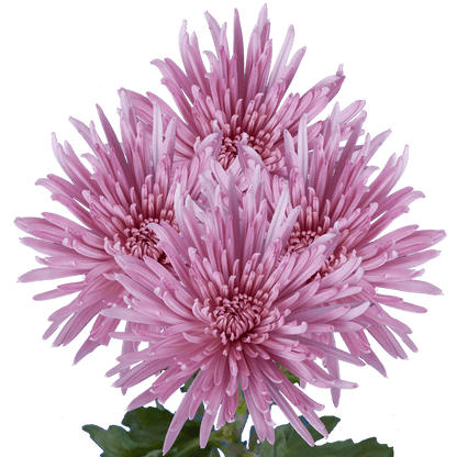 Chrysanthemum Disbud (Cremon, Fuji, Mum)