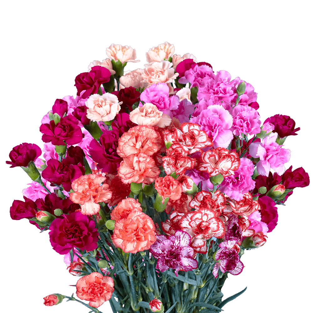 Carnations Spray (Mini Carnations)