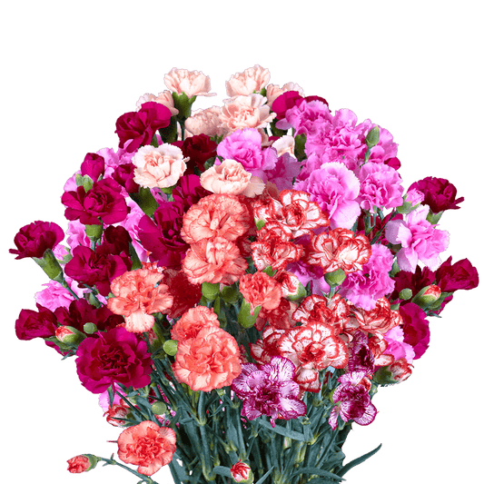 Carnations Spray (Mini Carnations)