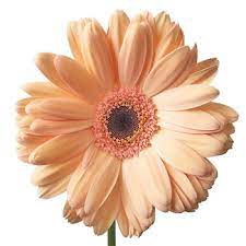 Gerbera-Minis