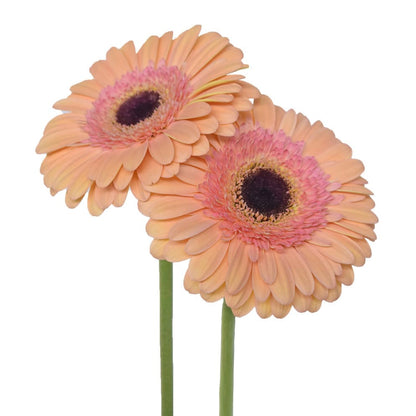 Gerbera