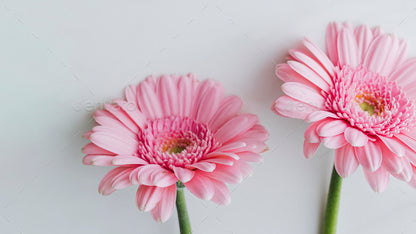 Gerbera-Minis