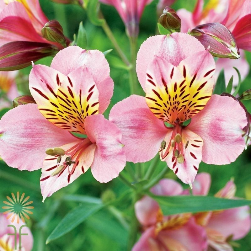 Alstroemeria