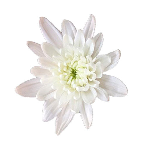 Chrysanthemum Spray Pompon Cushion