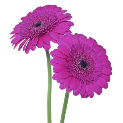 Gerbera-Minis