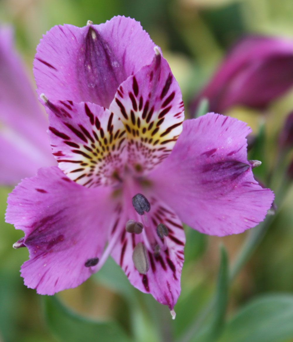 Alstroemeria