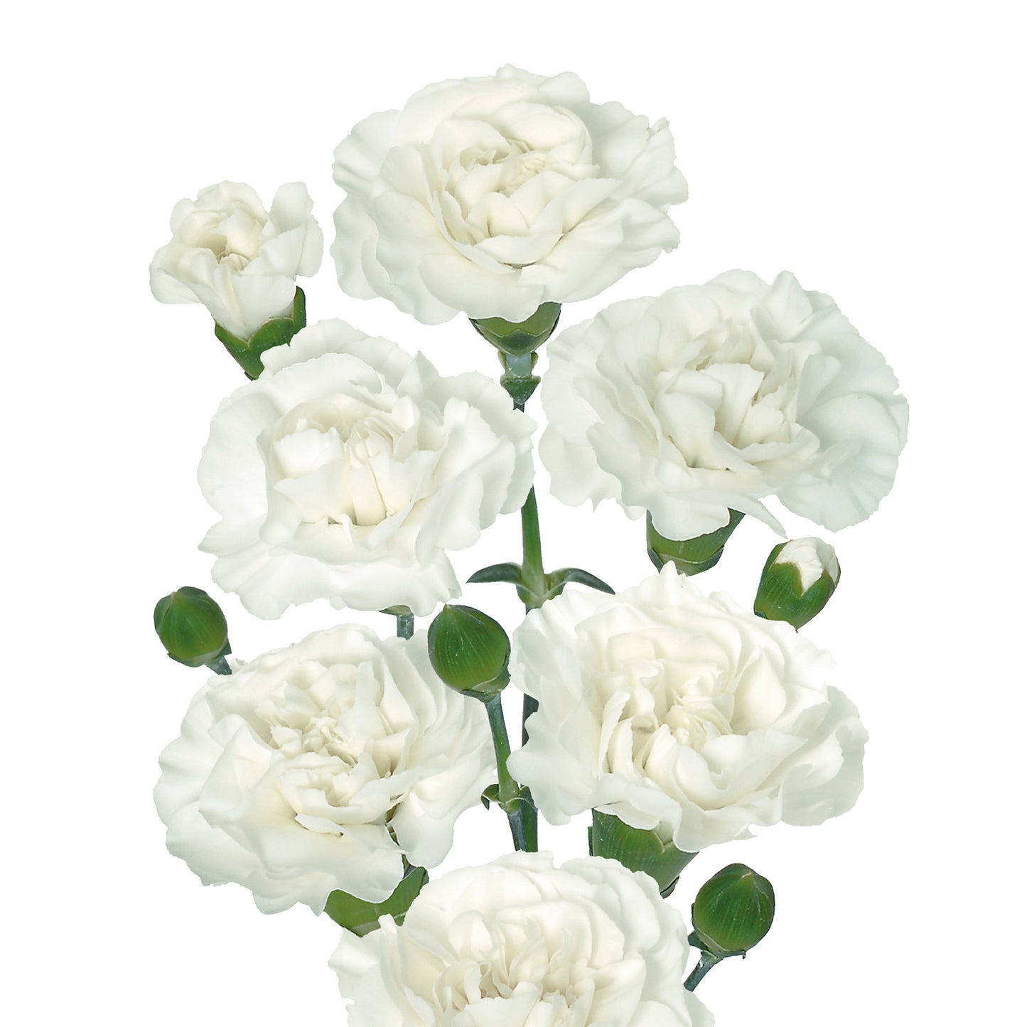 Carnations Spray (Mini Carnations)