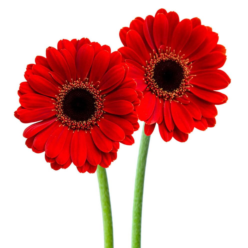 Gerbera-Minis