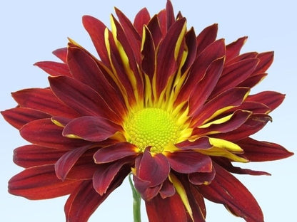 Chrysanthemum Disbud (Cremon, Fuji, Mum)