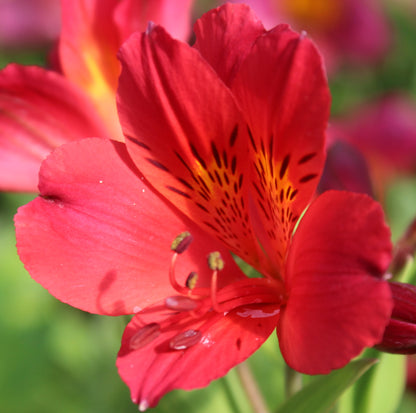 Alstroemeria