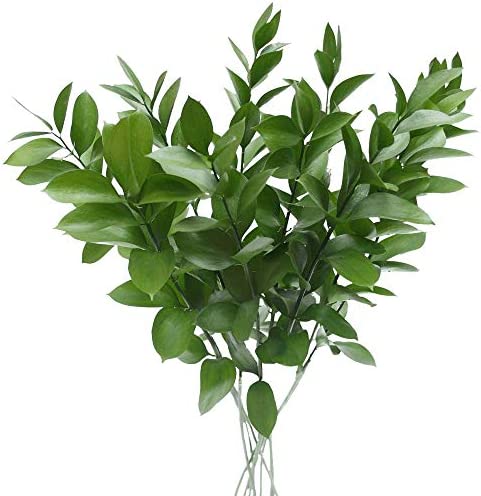 Ruscus