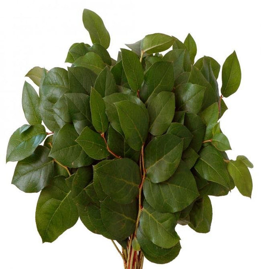 Salal Tips