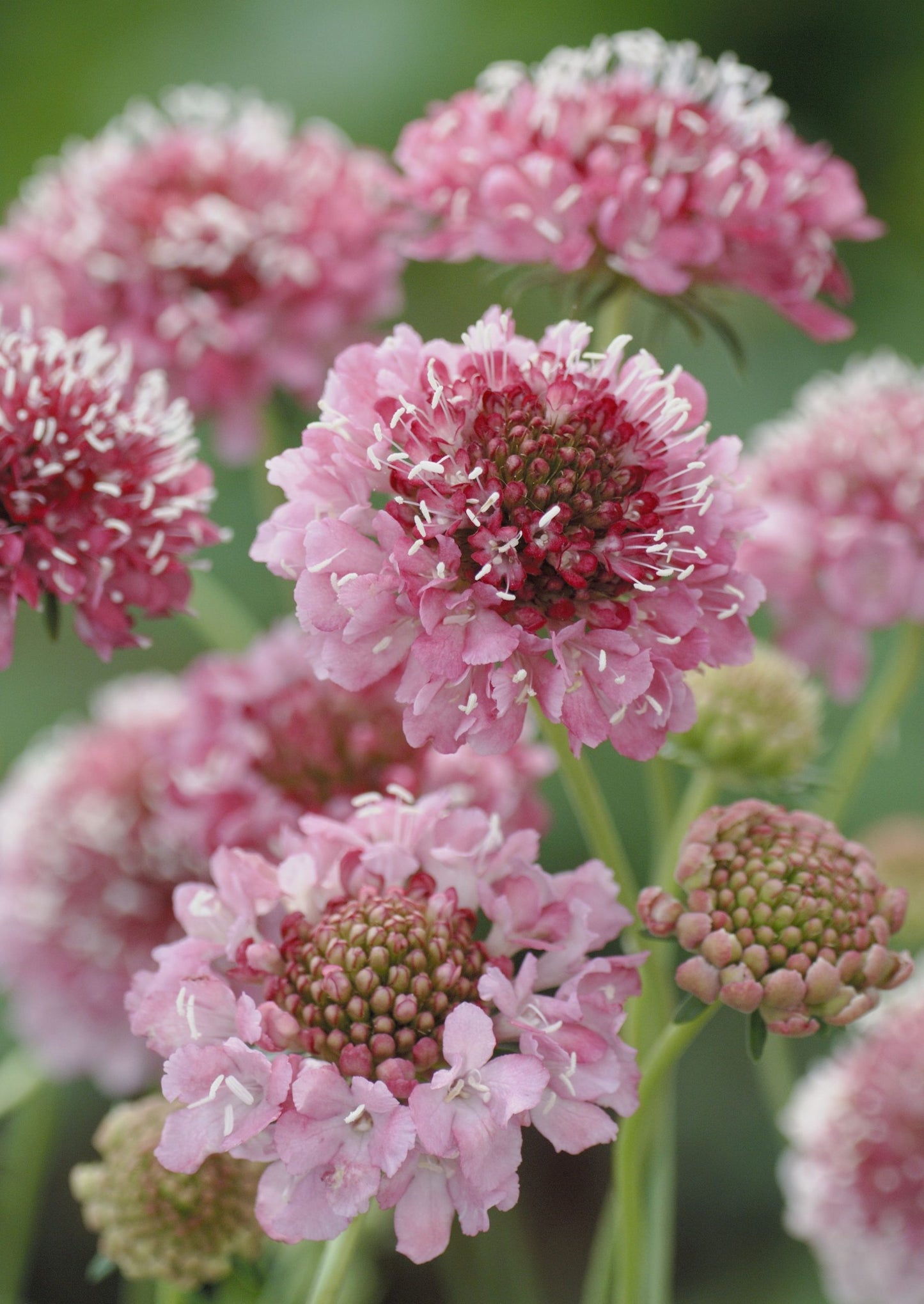 Scabiosa