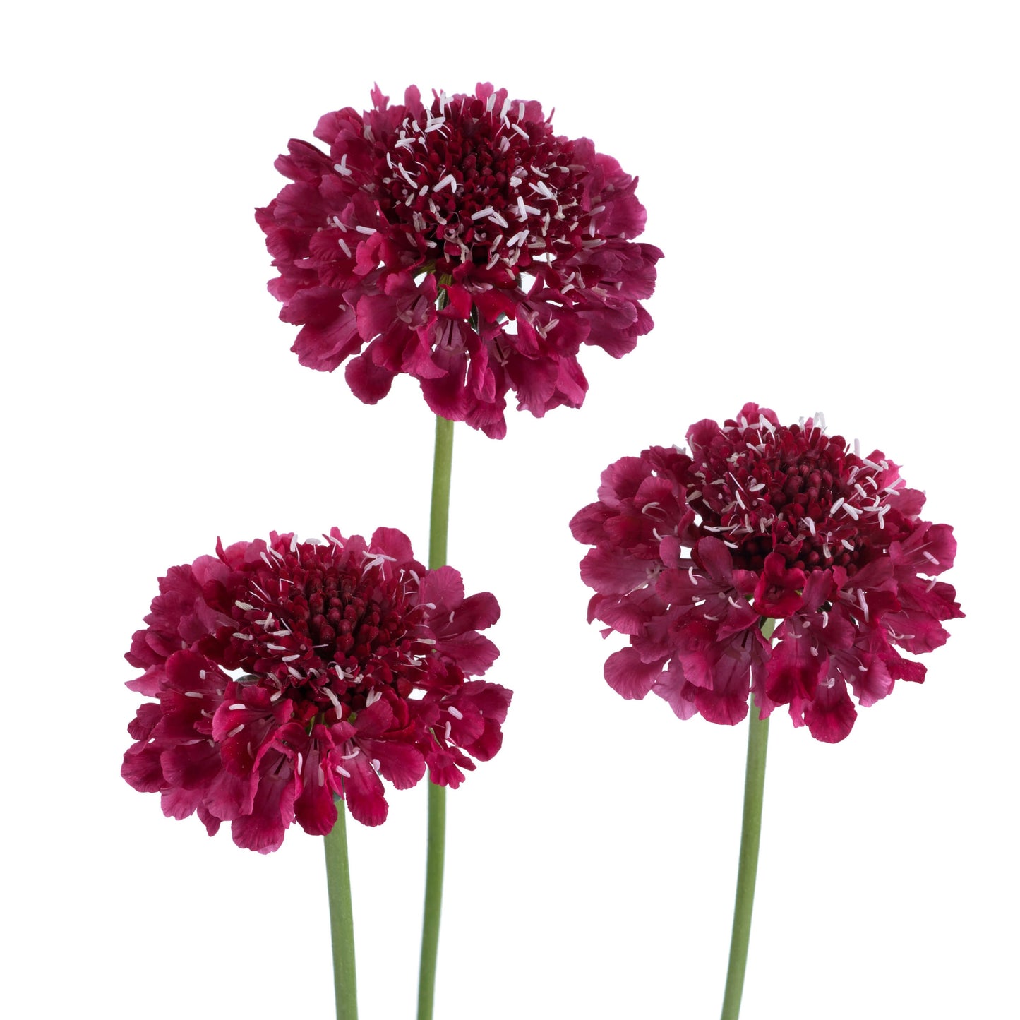 Scabiosa