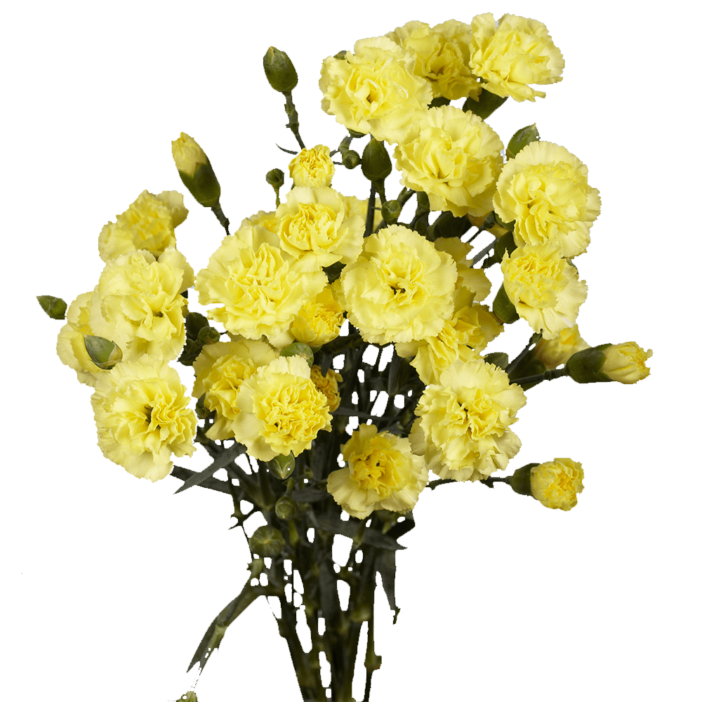 Carnations Spray (Mini Carnations)