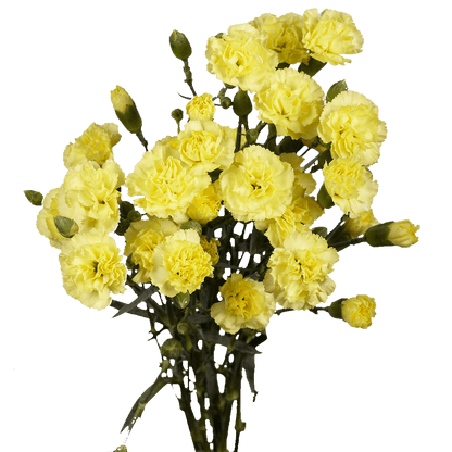 Carnations Spray (Mini Carnations)