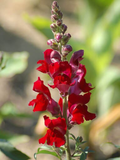 Snapdragons