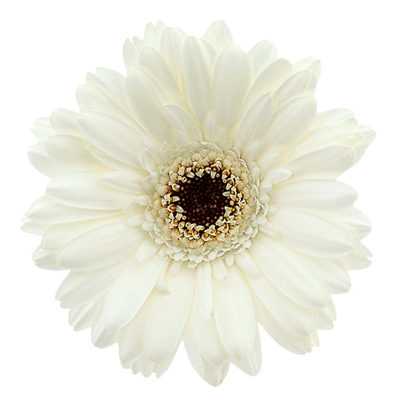 GerberaMinis Cleveland Plant & Flower Erie