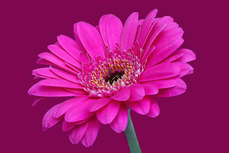 Gerbera