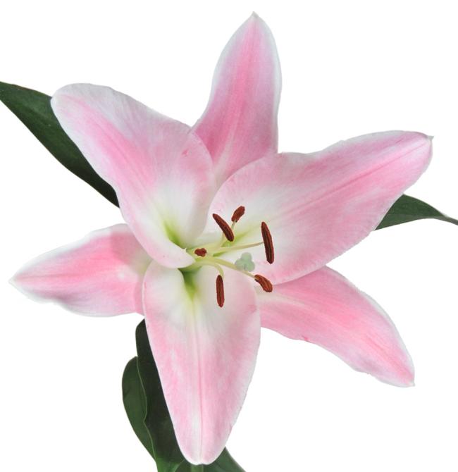 Lily Oriental