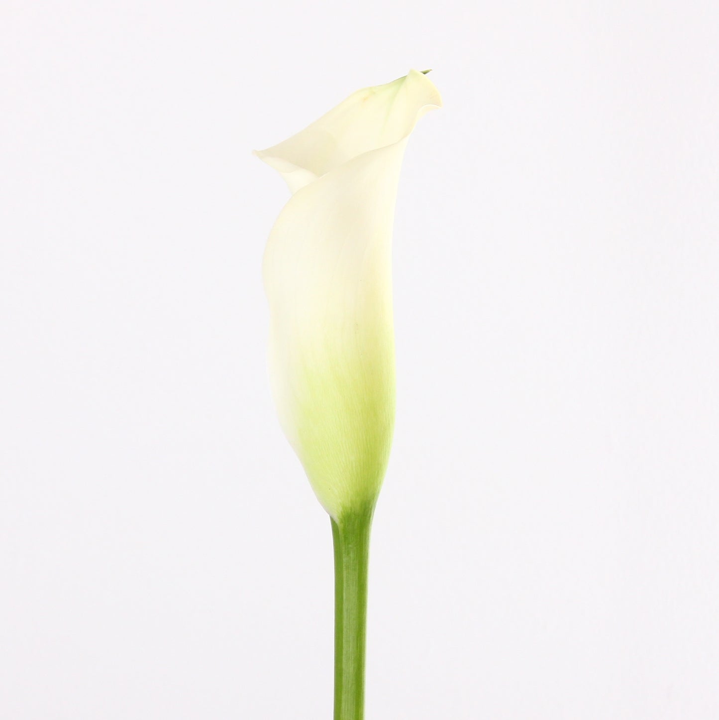 Calla Lily - Mini