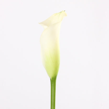 Calla Lily - Mini