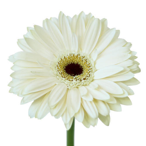 Gerbera