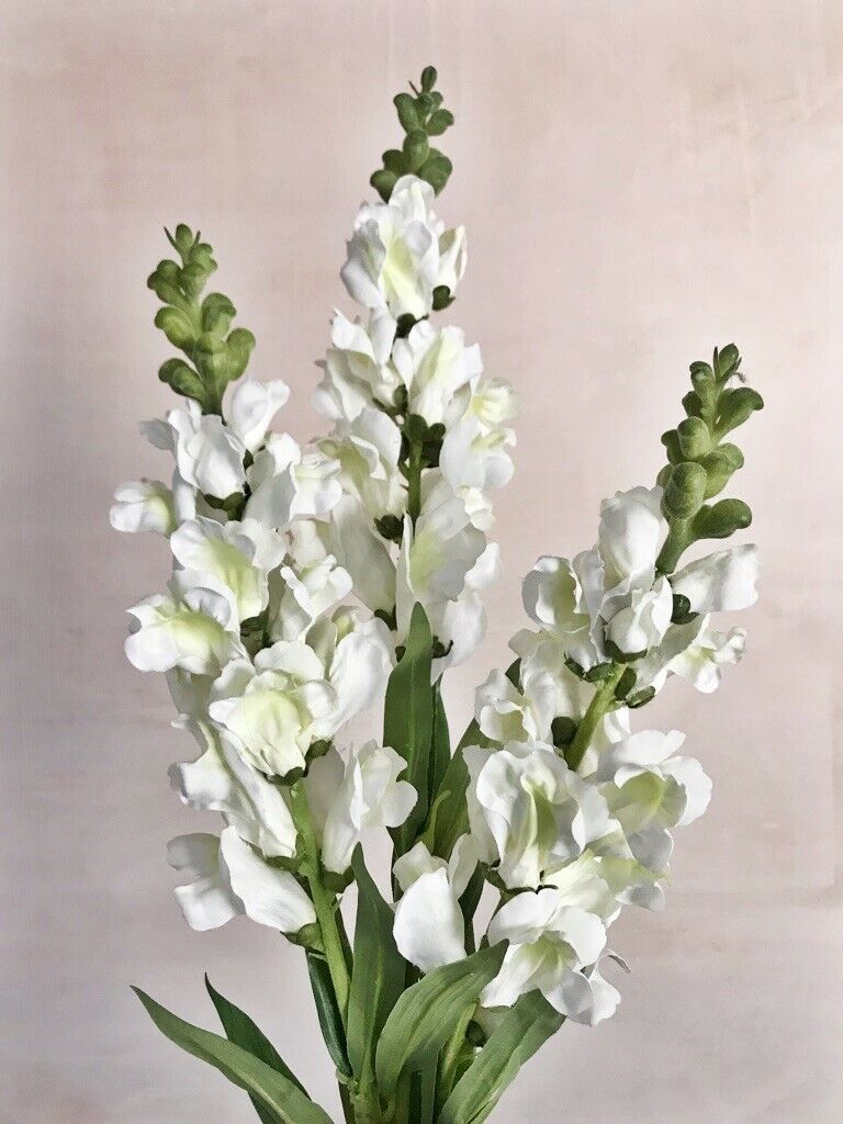 Snapdragons