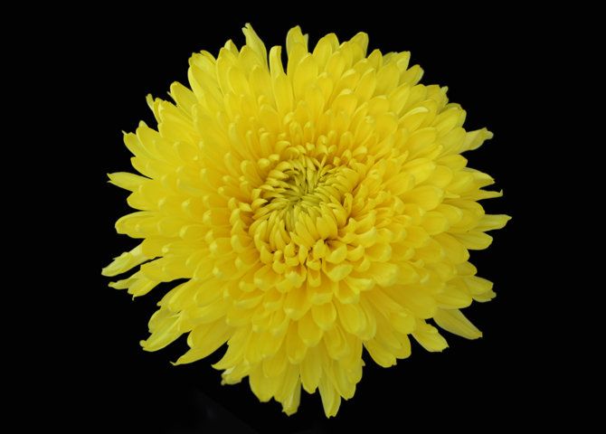 Chrysanthemum Disbud (Cremon, Fuji, Mum)