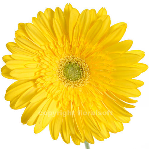 Gerbera